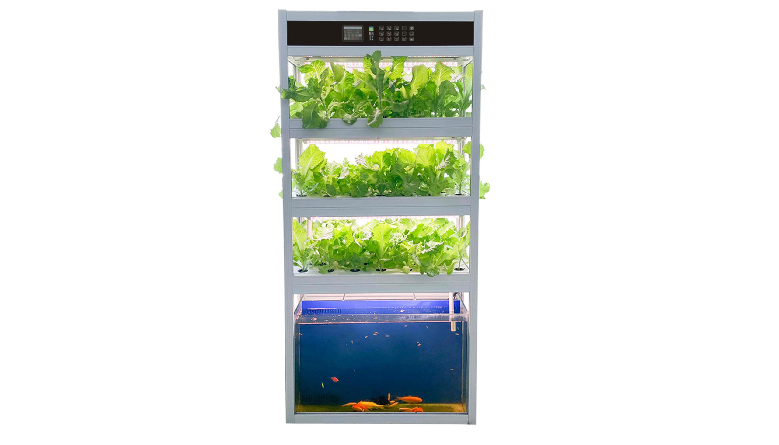 Aquaponic-System-Equipment-for-Fish-Lover-3